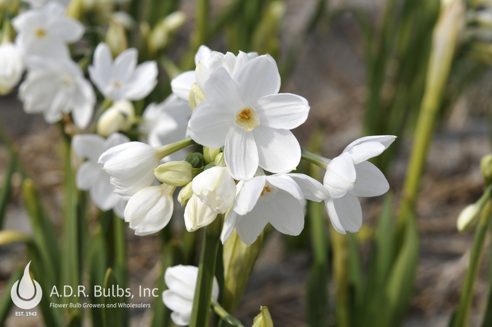 Wholesale Narcissi Tazetta 'Paperwhite Nir' - Paperwhite | A.D.R. Bulbs