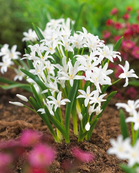 Wholesale Chionodoxa 'Luciliae Alba' - Glory of the Snow | A.D.R. Bulbs