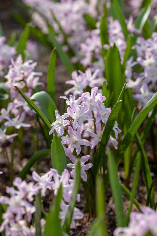 Wholesale Chionodoxa 'Pink Giant' - Glory of the Snow | A.D.R. Bulbs