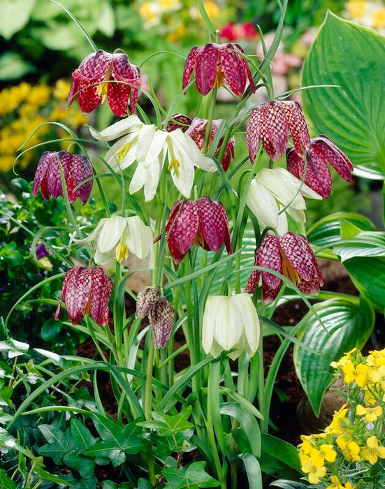 Wholesale Fritillaria Meleagris 'Mixture' - Fritillaria | A.D.R. Bulbs