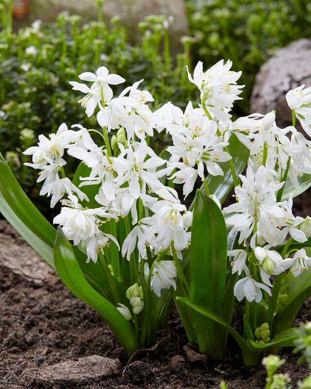 Wholesale Scilla 'Siberica Alba' - Siberian Squill | A.D.R. Bulbs