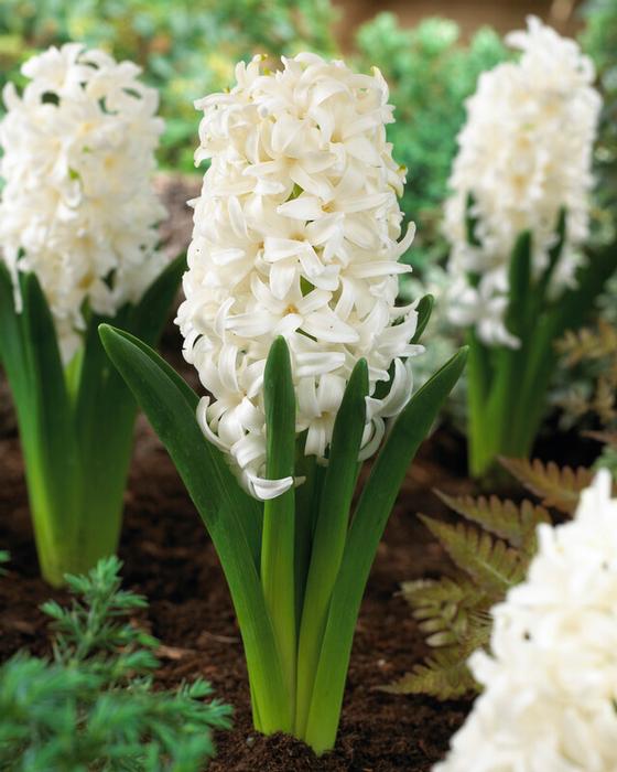 Wholesale Hyacinthus Orientalis 'White Pearl' - Hyacinth | A.D.R. Bulbs