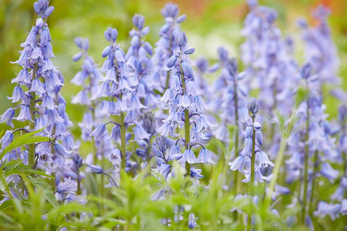 Wholesale Hyacinthoides Hispanica 'Blue' - Spanish Bluebell | A.D.R. Bulbs