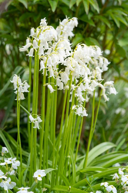 Wholesale Hyacinthoides Hispanica 'White' - Spanish Bluebell | A.D.R. Bulbs
