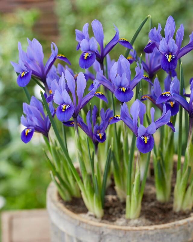 Wholesale Iris Miniature 'Reticulata Harmony' - Dutch Iris | A.D.R. Bulbs