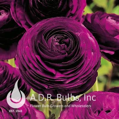 Wholesale Ranunculus Aviv 'Purple' - Ranunculus | A.D.R. Bulbs