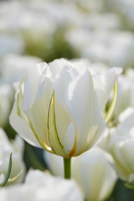 Wholesale Tulipa Emperor 'Exotic Emperor' - Tulip | A.D.R. Bulbs