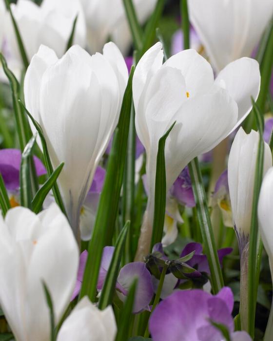 Wholesale Crocus Large Flowering 'Peter Pan' - Crocus | A.D.R. Bulbs