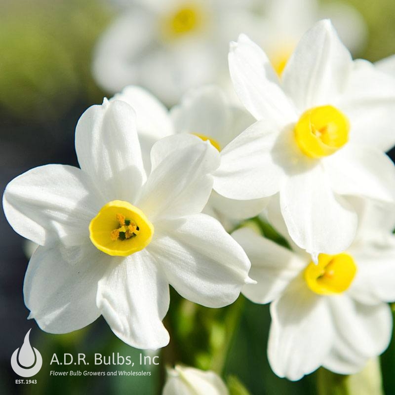 Wholesale Narcissi Tazetta 'Paperwhite Wintersun' - Paperwhite | A.D.R. Bulbs