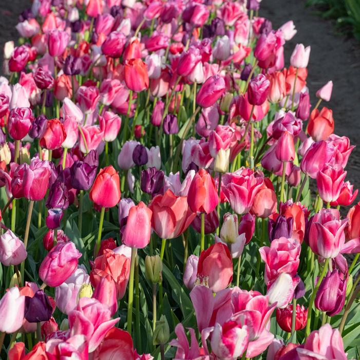 Wholesale Tulipa Long-lasting 'Sweet Pink Mixture' - Tulip | A.D.R. Bulbs