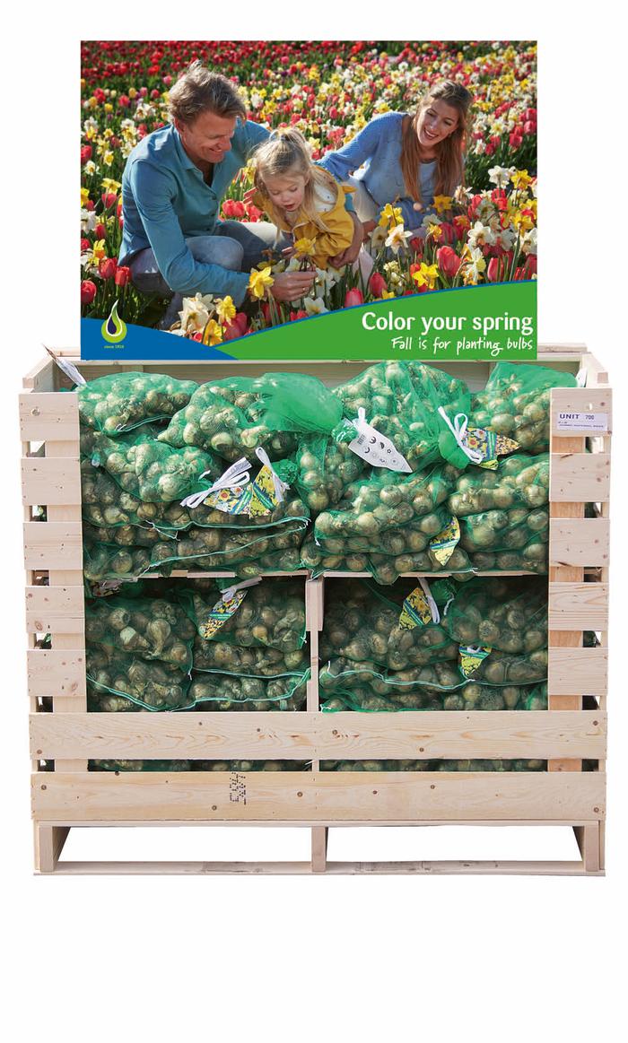 Wholesale Retail Daffodil Pallet Box (80 Bags) - Fall bulb retail display | A.D.R. Bulbs