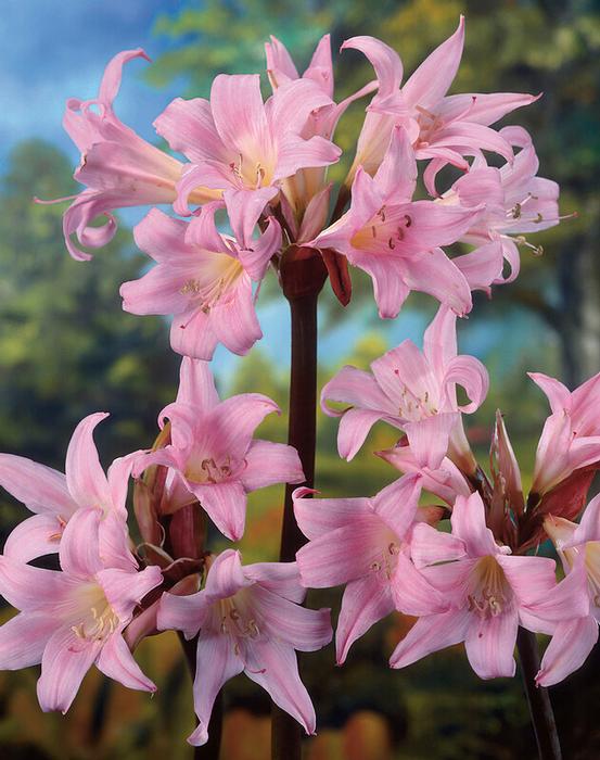 Wholesale Amaryllis 'Belladonna' - Amaryllis | A.D.R. Bulbs