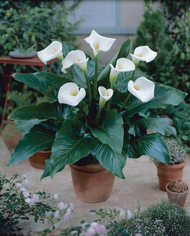 Wholesale Zantedeschia 'Aethiopica' - Calla | A.D.R. Bulbs