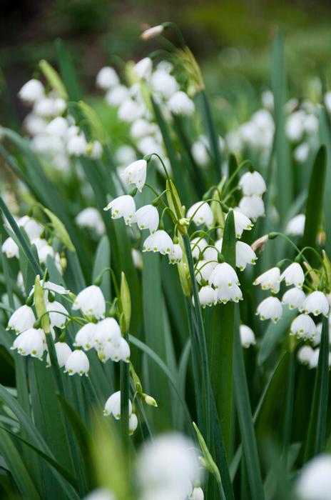 Wholesale Leucojum 'Gravity Giant' - Giant Snowflake | A.D.R. Bulbs