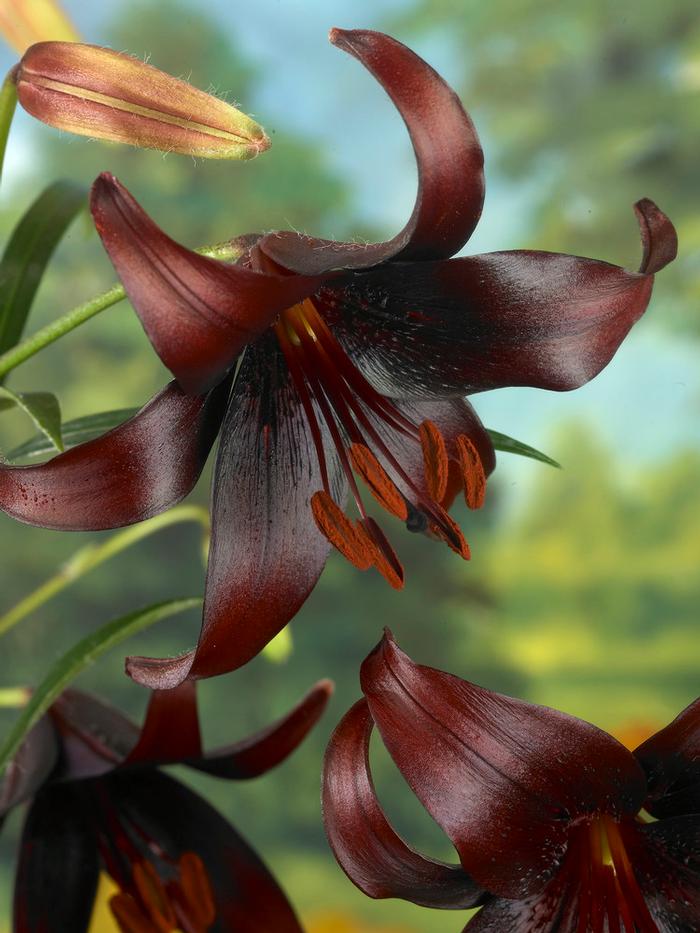 Lilium Asiatic 'Landini' Lily from ADR Bulbs