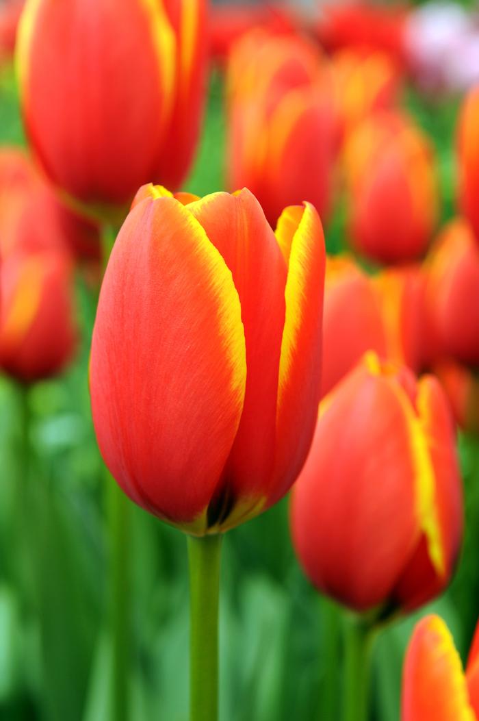 Wholesale Tulipa Darwin Hybrid 'World's Favorite' - Tulip | A.D.R. Bulbs