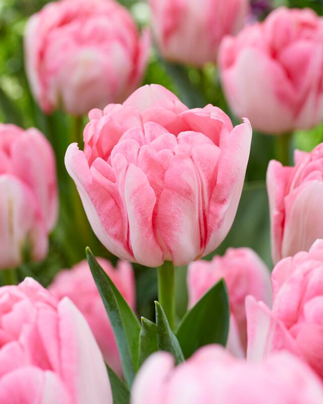 Wholesale Tulipa Double Early 'Foxtrot' - Tulip | A.D.R. Bulbs