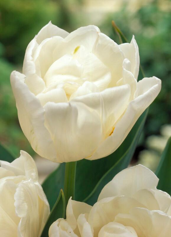 Wholesale Tulipa Double Early 'Mondial' - Tulip | A.D.R. Bulbs