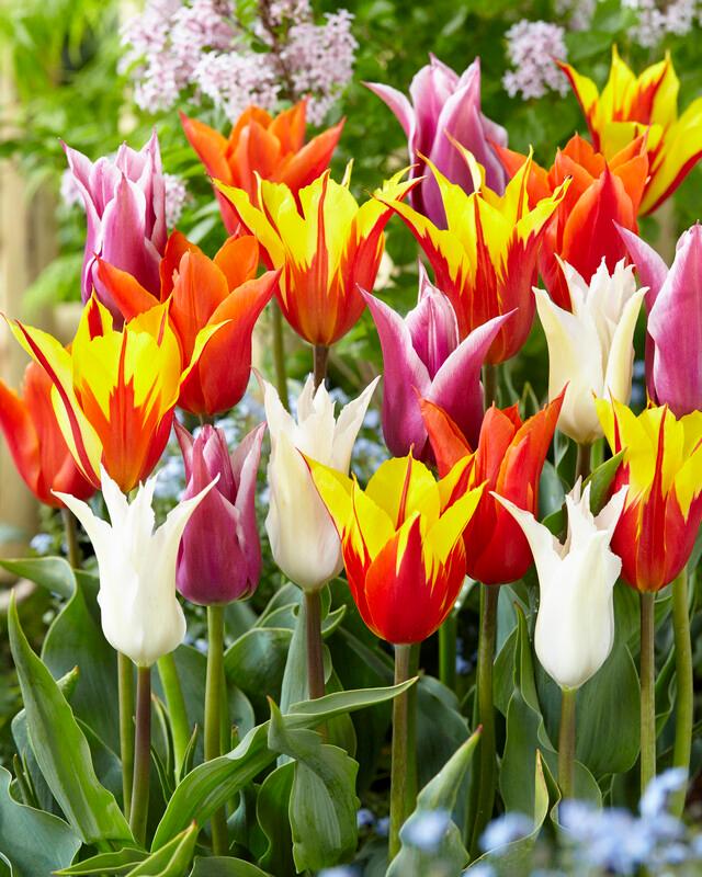 Wholesale Tulipa Lily Flowering 'Lily Flowering Mixture' - Tulip | A.D.R. Bulbs