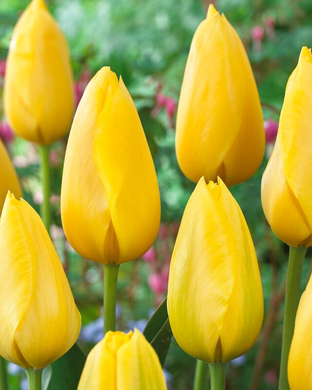 Wholesale Tulipa Single Late 'Big Smile' - Tulip | A.D.R. Bulbs