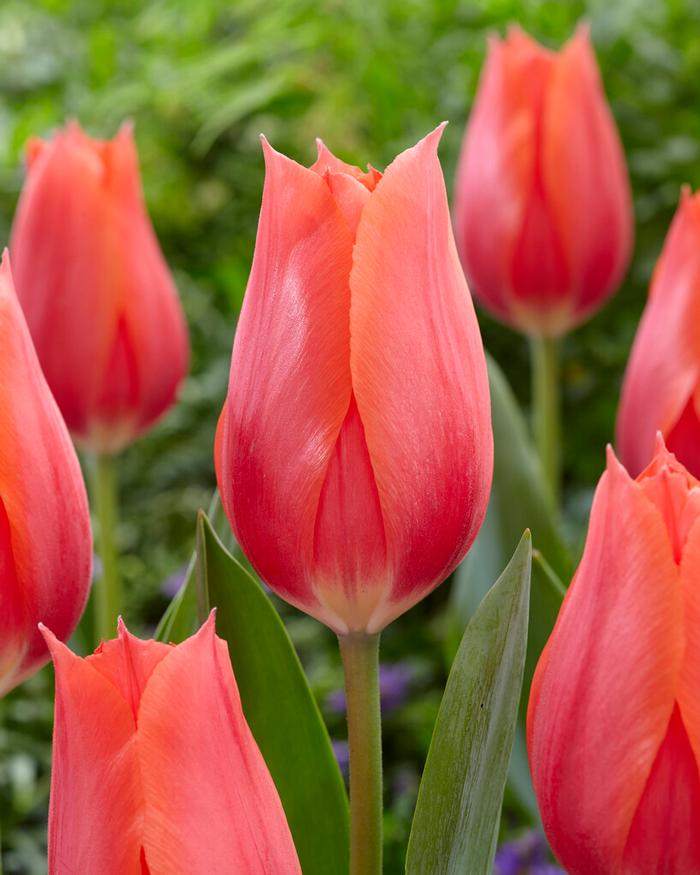 Wholesale Tulipa Single Late 'Temple of Beauty' - Tulip | A.D.R. Bulbs