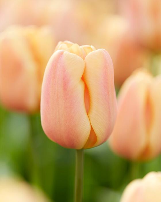 Wholesale Tulipa Triumph 'Apricot Foxx' - Tulip | A.D.R. Bulbs