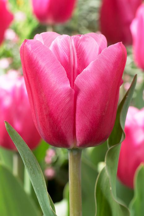 Wholesale Tulipa Triumph 'Jumbo Pink' - Tulip | A.D.R. Bulbs