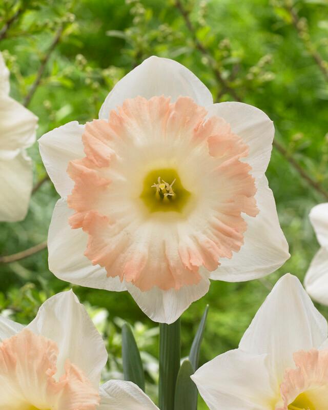 Wholesale Narcissi Trumpet 'British Gamble' - Daffodil | A.D.R. Bulbs