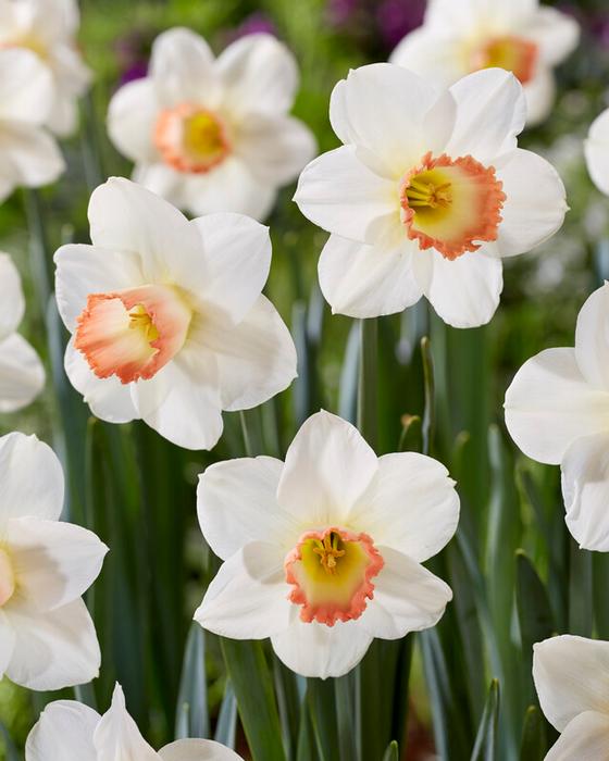 Wholesale Narcissi Large Cupped 'Pink Charm' - Daffodil | A.D.R. Bulbs