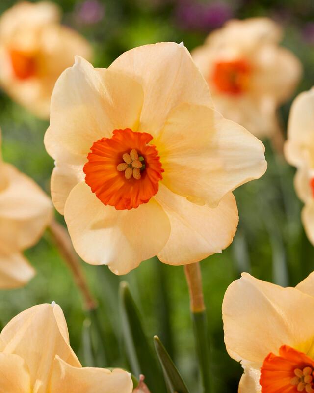 Wholesale Narcissi Small Cupped 'Altruist' - Daffodil | A.D.R. Bulbs