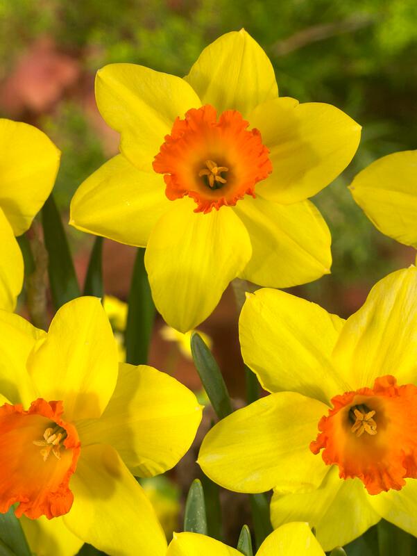Wholesale Narcissi Small Cupped 'Red Devon' - Daffodil | A.D.R. Bulbs