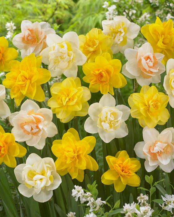 Double Daffodil Bulbs  Colorblends® Wholesale Flowerbulbs