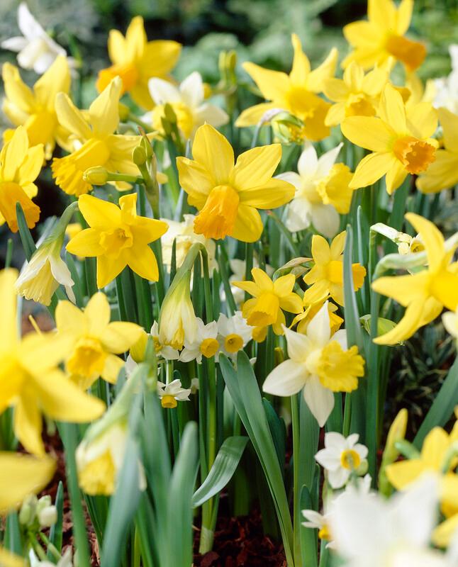 DWARF DAFFODIL NARCISSUS YELLOW GARDEN AUTUMN BULBS SPRING FLOWERING CORM  PLANT