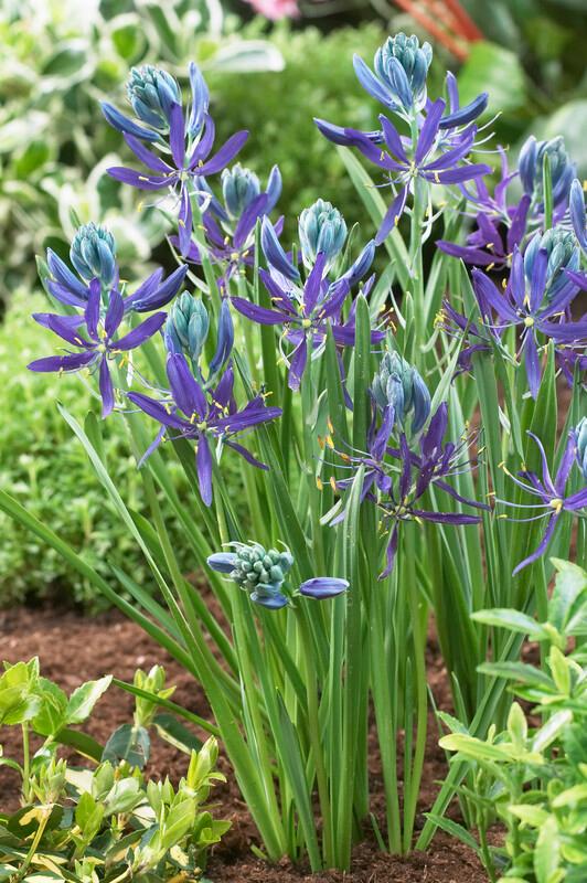 Wholesale Camassia Esculenta 'Quamash' - Wild Hyacinth | A.D.R. Bulbs