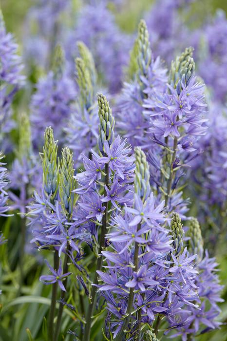 Wholesale Camassia Leichtlinii 'Caerulea' - Wild Hyacinth | A.D.R. Bulbs