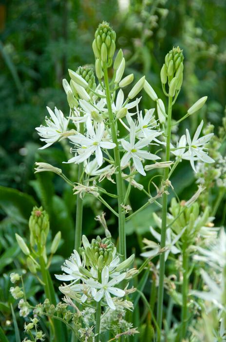 Wholesale Camassia Leichtlinii 'Alba' - Wild Hyacinth | A.D.R. Bulbs