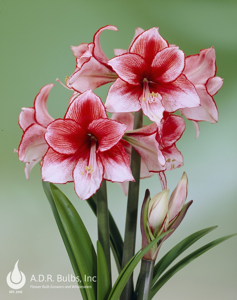 Amaryllis Dutch 'Charisma' Amaryllis from ADR Bulbs