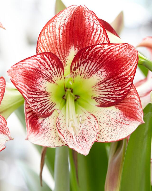 Wholesale Amaryllis Dutch 'Flamenco Queen' - Amaryllis | A.D.R. Bulbs