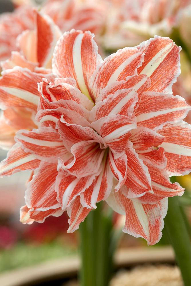 Wholesale Amaryllis Dutch 'Dancing Queen' - Amaryllis | A.D.R. Bulbs