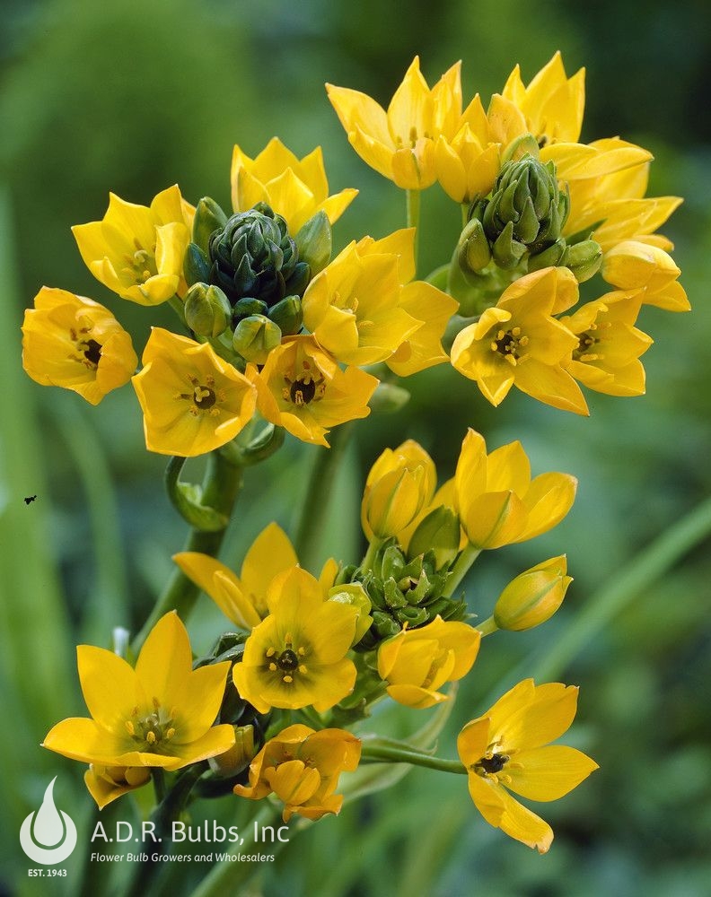 Ornithogalum 'Dubium Yellow' Star of Bethlehem from ADR Bulbs