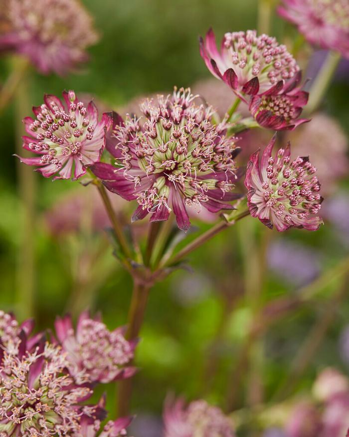 Wholesale Astrantia Star of Beauty (Ships in Spring) - Astrantia | A.D.R. Bulbs