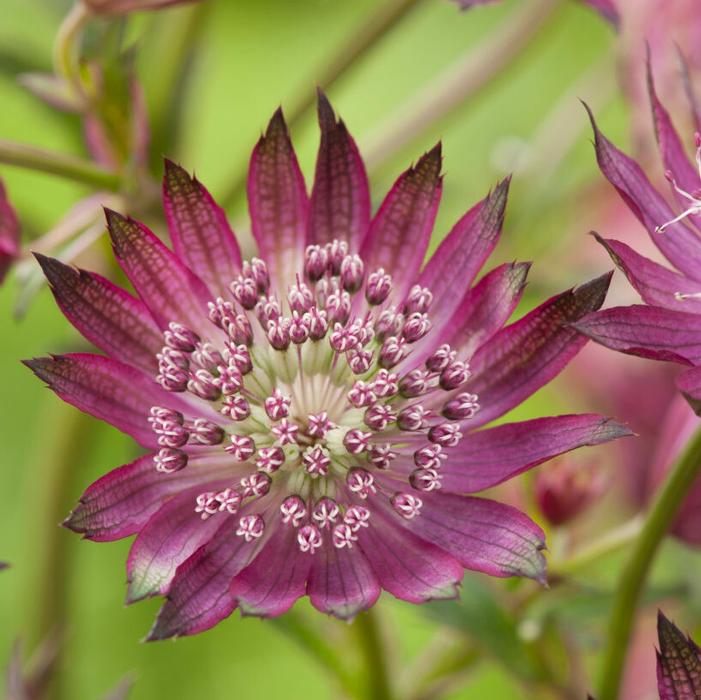 Wholesale Astrantia Star of Fire (Ships in Spring) - Astrantia | A.D.R. Bulbs