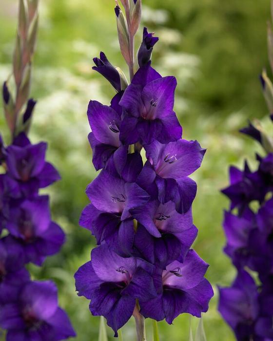 Wholesale Gladiolus Large Flowering 'Purple Flora' (Ships in Spring) - Gladiolus | A.D.R. Bulbs
