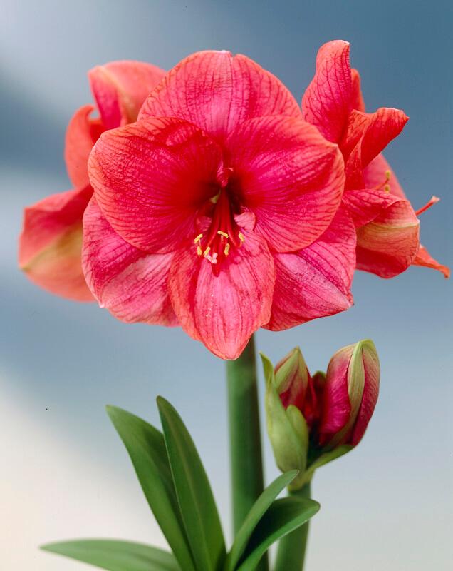 Wholesale Amaryllis Peruvian 'Bolero' - Amaryllis | A.D.R. Bulbs