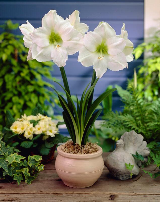 Wholesale Amaryllis Peruvian 'Denver' - Amaryllis | A.D.R. Bulbs
