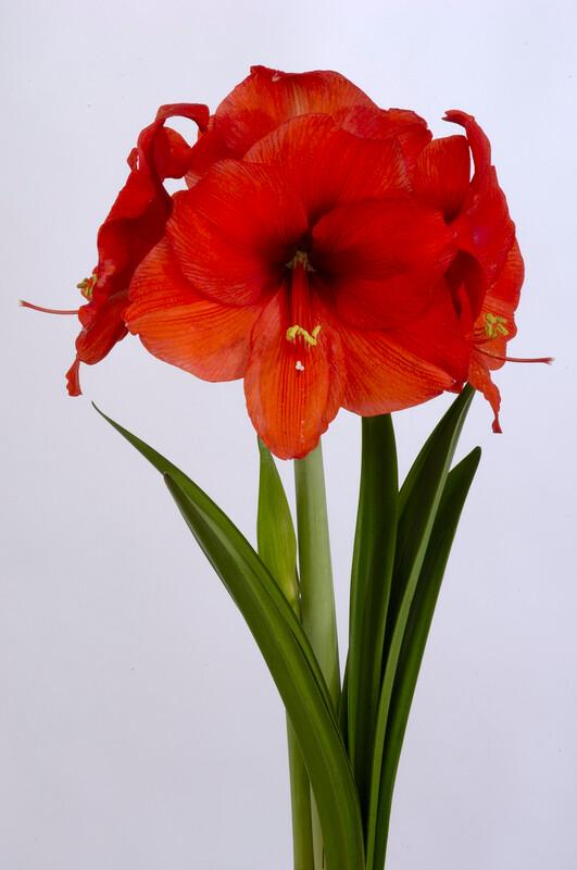 Wholesale Amaryllis Peruvian 'Souvreign' - Amaryllis | A.D.R. Bulbs