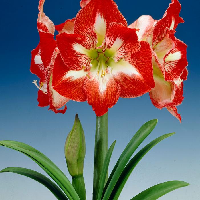 Wholesale Amaryllis Peruvian 'Minerva' - Amaryllis | A.D.R. Bulbs