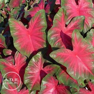 Wholesale Caladium Fancy Leaf 'Royal Flush' (Ships in Spring) - Caladium | A.D.R. Bulbs