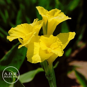 Wholesale Canna Tall Green Leaf 'Richard Wallace' (Ships in Spring) - Canna | A.D.R. Bulbs