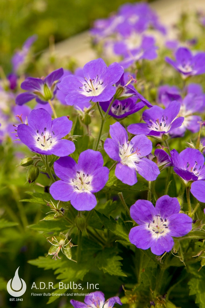 Wholesale Geranium Amy Doncaster (Ships in Spring) - Geranium | A.D.R. Bulbs